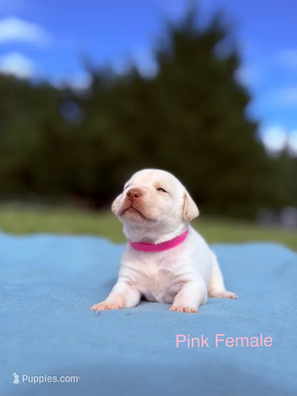 Pink – Labrador Retriever puppy for sale in Cottage Grove, OR