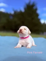 Pink, a female Labrador Retriever for sale in Cottage Grove, OR – 1 of 1