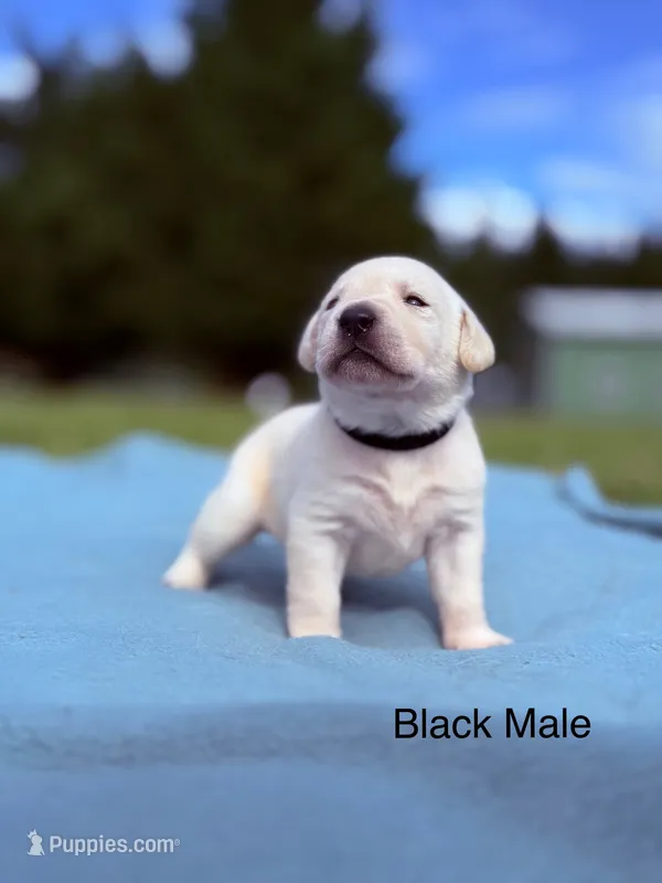 Black – Labrador Retriever puppy for sale in Cottage Grove, OR