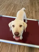 Green, a male Labrador Retriever for sale in Cottage Grove, OR – 4 of 4