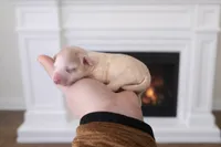 Girl 4, a female Maltipoo for sale in Ellenboro, NC – Photo 1 of 2