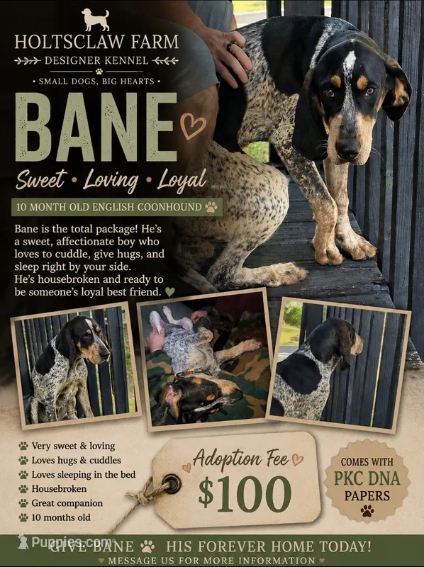 Bane – English Coonhound puppy for sale in Ellenboro, NC