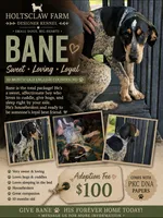 Bane, a male English Coonhound for sale in Ellenboro, NC – 1 of 1