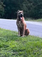 Haus, a male Cane Corso for sale in Ellenboro, NC – 1 of 2
