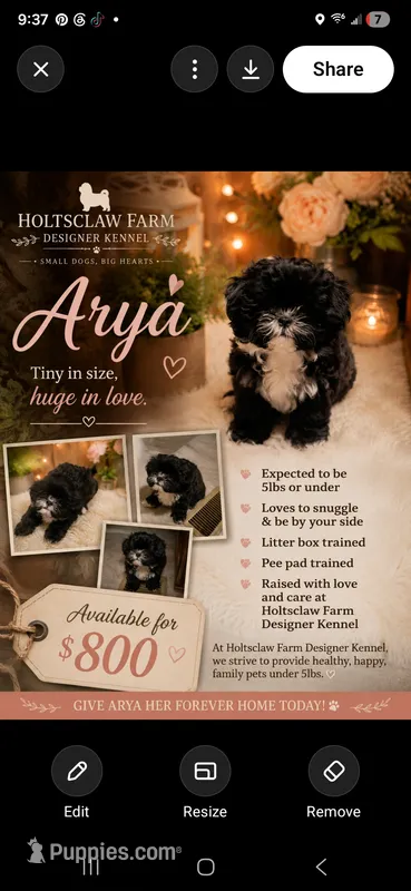 Arya – Shih Tzu puppy for sale in Ellenboro, NC