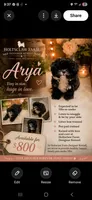 Arya, a female Shih Tzu for sale in Ellenboro, NC – 1 of 1