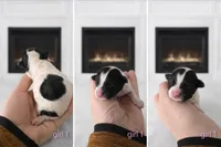 Girl 1, a female Maltipoo for sale in Ellenboro, NC – Photo 2 of 3