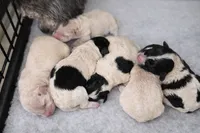 Girl 1, a female Maltipoo for sale in Ellenboro, NC – Photo 3 of 3