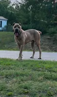 Haus, a male Cane Corso for sale in Ellenboro, NC – 2 of 2