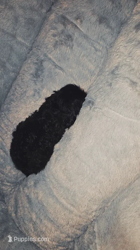 Arya – Shihpoo puppy for sale in Ellenboro, NC