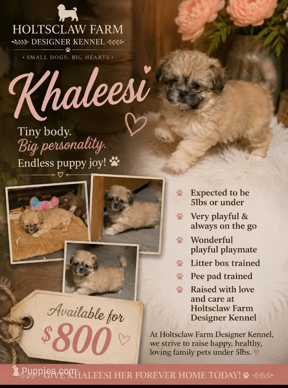 Khaleesi – Shih Tzu puppy for sale in Ellenboro, NC