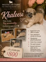 Khaleesi, a female Shih Tzu for sale in Ellenboro, NC – 1 of 1