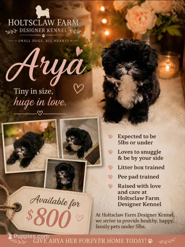 Arya – Shih Tzu puppy on hold in Ellenboro, NC
