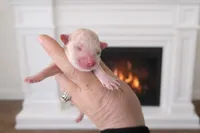 processed/23b719db-517d-4255-b9cc-a01df090a5d0/listing/f5d5c1af-3ba3-4851-a55b-1087beeb3aaf/788a2b44-5145-4f38-9f53-420c74fd3016