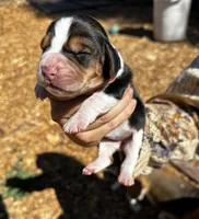 Harper, a female Basset Hound for sale in El Sobrante, CA – 3 of 3
