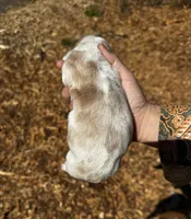 JK, a female Basset Hound for sale in El Sobrante, CA – 3 of 3