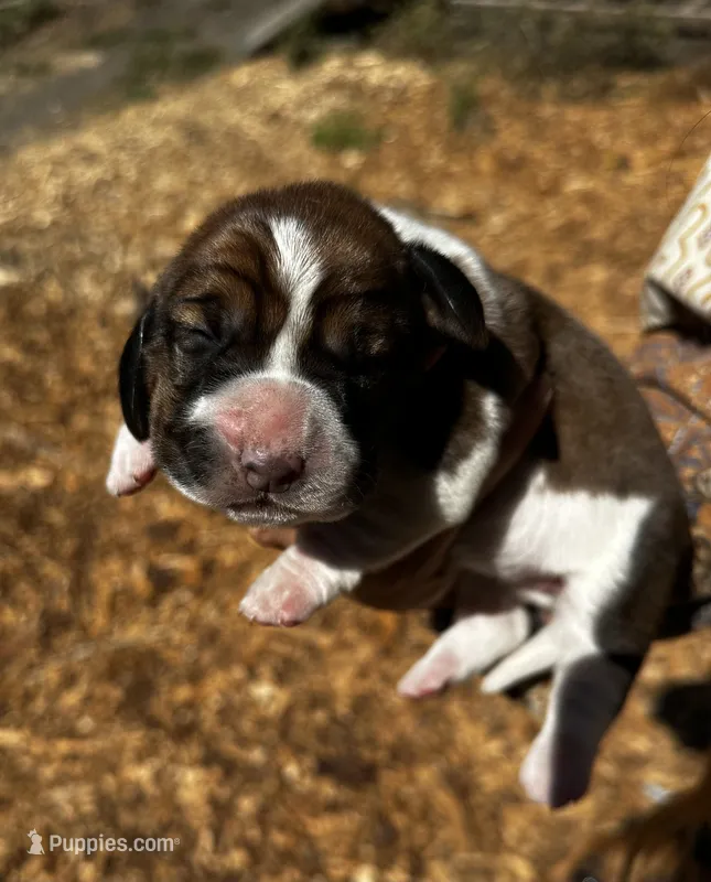 Jane – Basset Hound puppy for sale in El Sobrante, CA