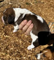 Jane, a female Basset Hound for sale in El Sobrante, CA – 3 of 3