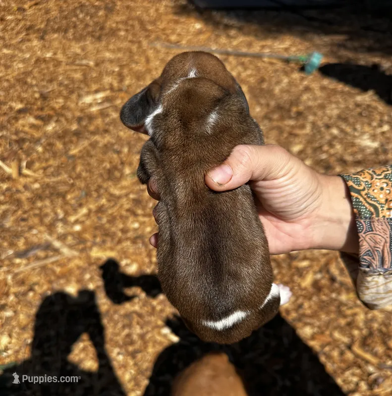 Virginia – Basset Hound puppy for sale in El Sobrante, CA