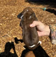 Virginia, a female Basset Hound for sale in El Sobrante, CA – 1 of 1
