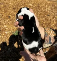 Shelley, a female Basset Hound for sale in El Sobrante, CA – 3 of 3