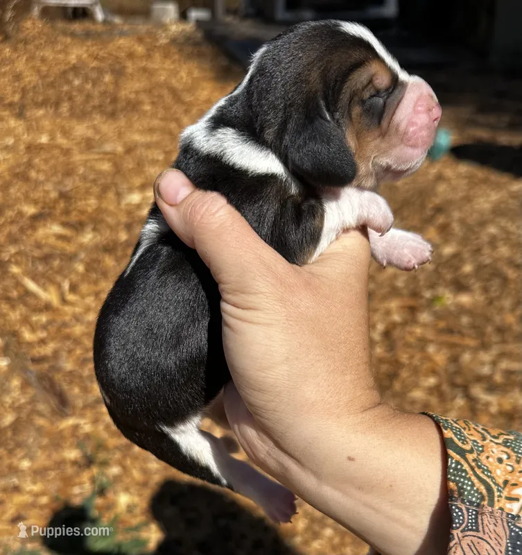 Harper – Basset Hound puppy for sale in El Sobrante, CA