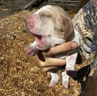 JK, a female Basset Hound for sale in El Sobrante, CA – 1 of 3