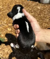 Harper, a female Basset Hound for sale in El Sobrante, CA – 2 of 3