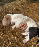 JK, a female Basset Hound for sale in El Sobrante, CA – 2 of 3