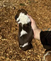 Jane, a female Basset Hound for sale in El Sobrante, CA – 2 of 3