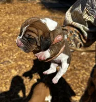 Agatha, a female Basset Hound for sale in El Sobrante, CA – 2 of 2
