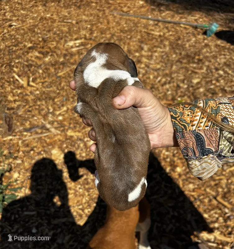 Agatha – Basset Hound puppy for sale in El Sobrante, CA