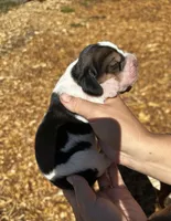 Shelley, a female Basset Hound for sale in El Sobrante, CA – 2 of 3