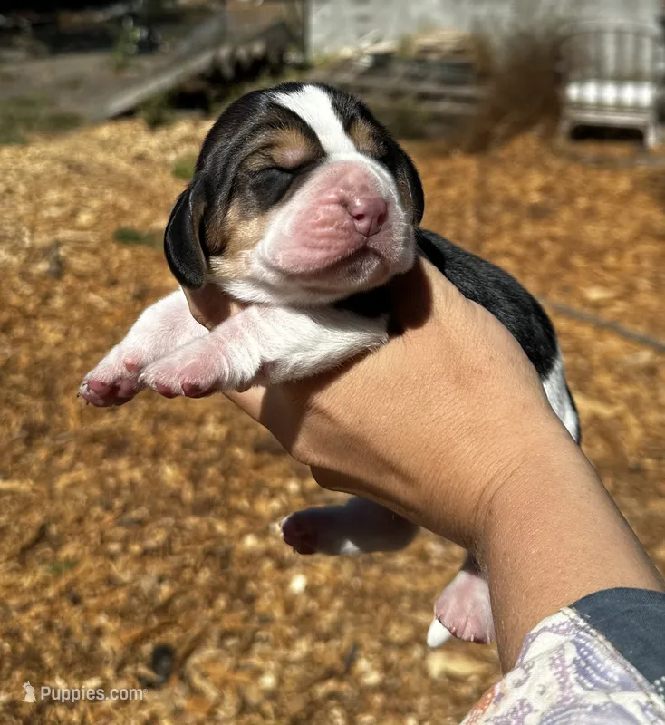 Shelley – Basset Hound puppy for sale in El Sobrante, CA