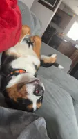 Jasmine, a female Australian Shepherd and Bernese Mountain Dog for sale in Portland, MI – 5 of 9