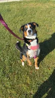Jasmine, a female Australian Shepherd and Bernese Mountain Dog for sale in Portland, MI – 2 of 9