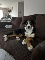 Jasmine, a female Australian Shepherd and Bernese Mountain Dog for sale in Portland, MI – 4 of 9