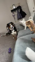 Jasmine, a female Australian Shepherd and Bernese Mountain Dog for sale in Portland, MI – 6 of 9