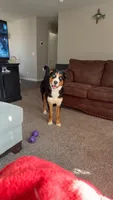 Jasmine, a female Australian Shepherd and Bernese Mountain Dog for sale in Portland, MI – 3 of 9