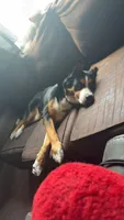 Jasmine, a female Australian Shepherd and Bernese Mountain Dog for sale in Portland, MI – 9 of 9