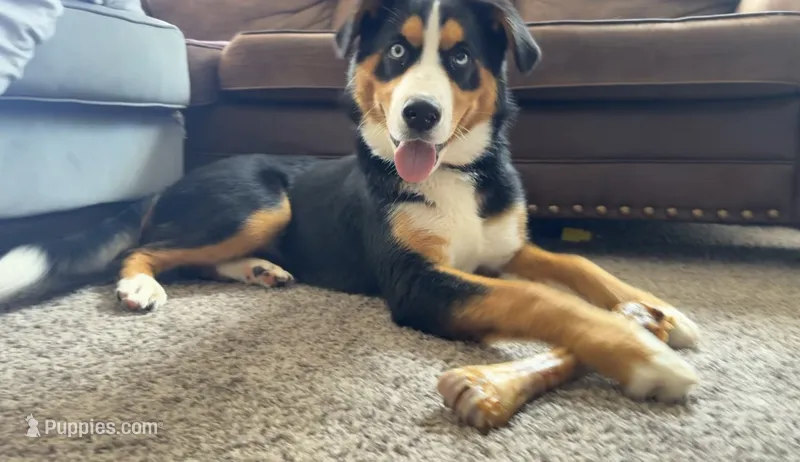 Jasmine – Australian Shepherd, Bernese Mountain Dog puppy for sale in Portland, MI