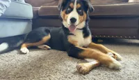 Jasmine, a female Australian Shepherd and Bernese Mountain Dog for sale in Portland, MI – 1 of 9