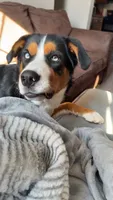 Jasmine, a female Australian Shepherd and Bernese Mountain Dog for sale in Portland, MI – 7 of 9