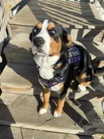 Jasmine, a female Australian Shepherd and Bernese Mountain Dog for sale in Portland, MI – 8 of 9