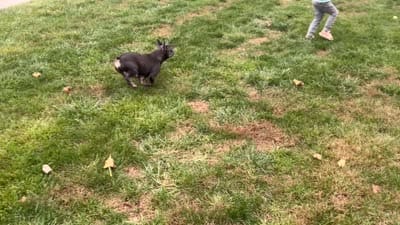 Facility video
