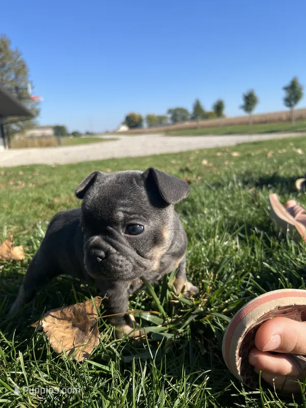 Shadow – French Bulldog puppy for sale in Shipshewana, IN
