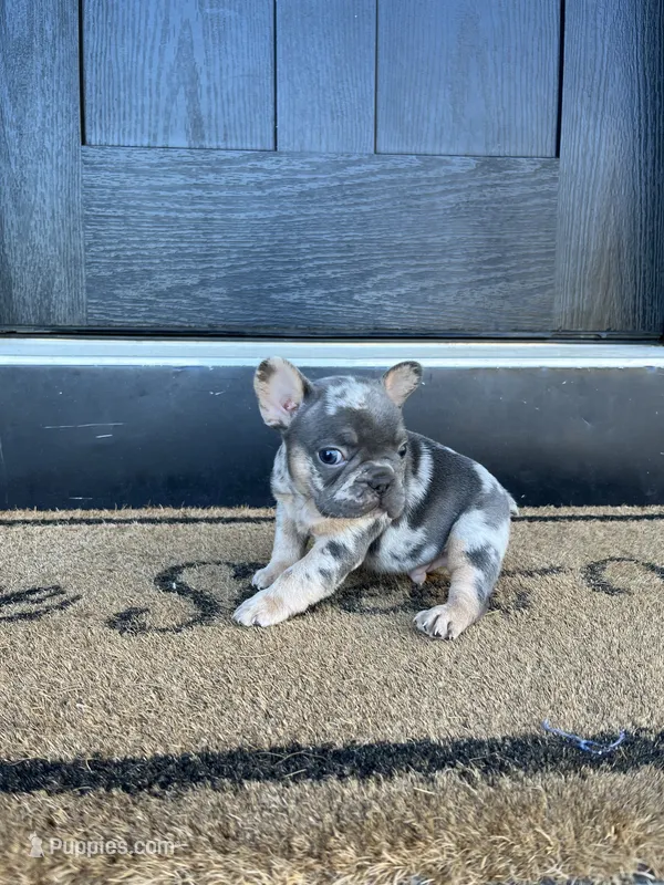 Dakota – French Bulldog puppy for sale in Shipshewana, IN