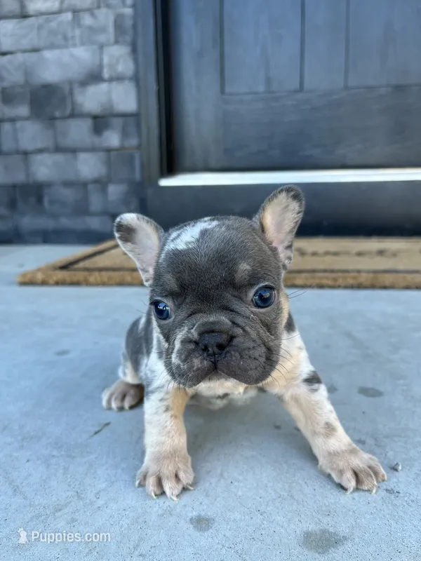 Dakota – French Bulldog puppy for sale in Shipshewana, IN