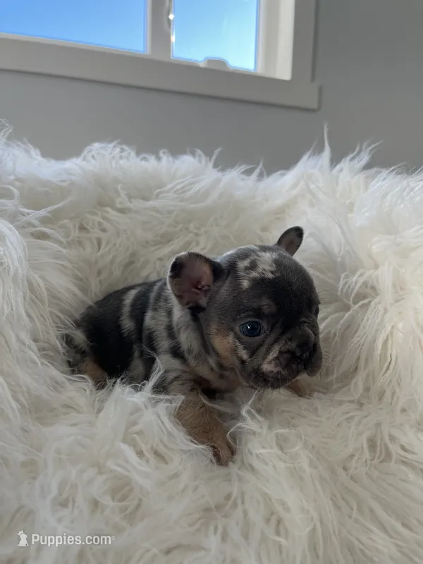 Dakota – French Bulldog puppy for sale in Shipshewana, IN