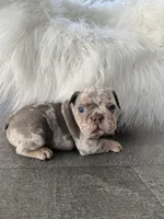 Marshal , a male French Bulldog for sale in Shipshewana, IN – 8 of 8